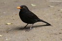 Turdus merula azorensis