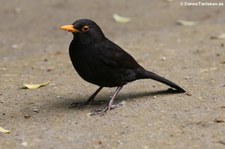 Amsel (Turdus merula azorensis) im Terra Nostra Garden auf der Azoren-Insel São Miguel