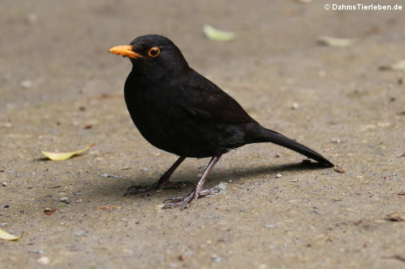 Turdus merula azorensis