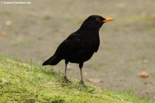 Amsel (Turdus merula azorensis) im Terra Nostra Garden auf der Azoren-Insel São Miguel