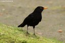 Turdus merula azorensis