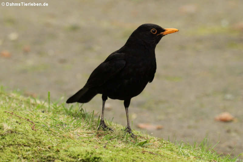 Turdus merula azorensis