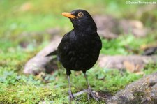 Amsel (Turdus merula azorensis) im Terra Nostra Garden auf der Azoren-Insel São Miguel