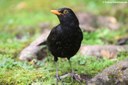 Turdus merula azorensis