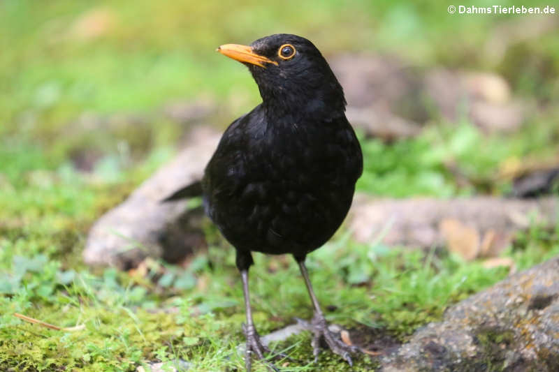 Amsel (Turdus merula azorensis)