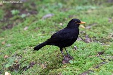 Amsel (Turdus merula azorensis) im Terra Nostra Garden auf der Azoren-Insel São Miguel