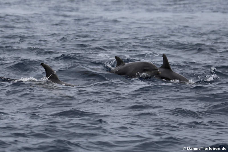 Tursiops truncatus