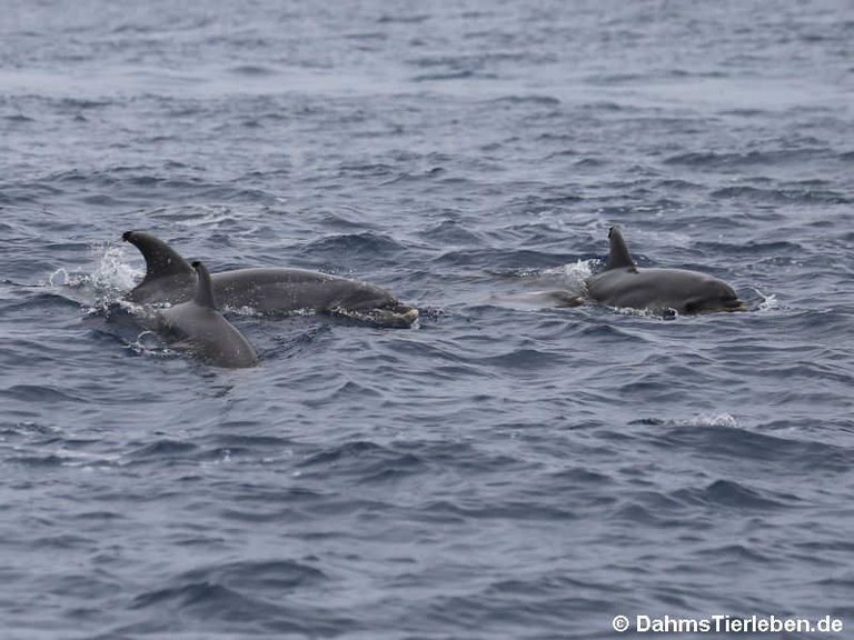 Tursiops truncatus