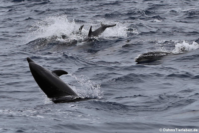 Atlantische Große Tümmler (Tursiops truncatus)