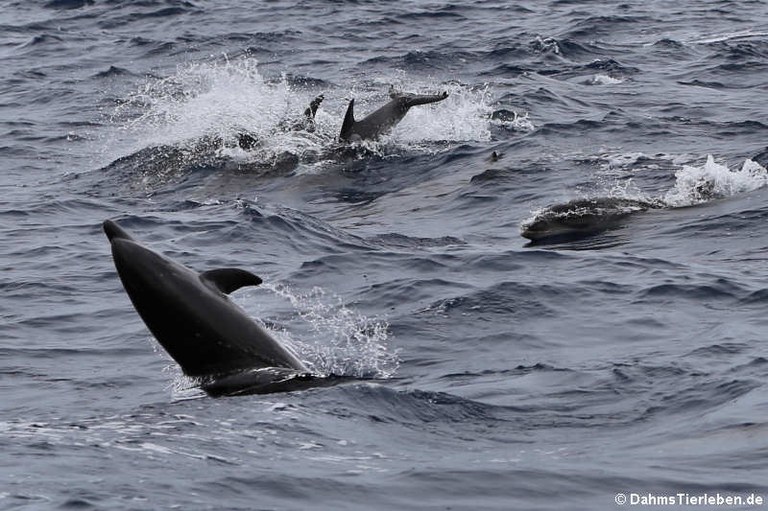 Tursiops truncatus