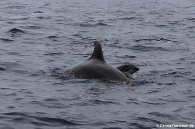 Atlantische Große Tümmler (Tursiops truncatus)