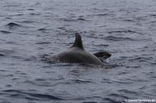 Große Tümmler (Tursiops truncatus) vor São Miguel, Azoren