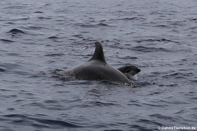 Tursiops truncatus