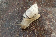 Große Achatschnecke (Achatina fulica) auf Barbados