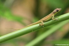 Barbados Anolis (Anolis extremus) auf Barbados