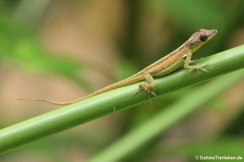 Barbados-Anolis Anolis extremus-2
