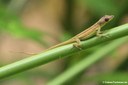 Anolis extremus