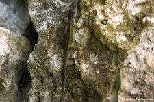 Barbados Anolis (Anolis extremus) auf Barbados