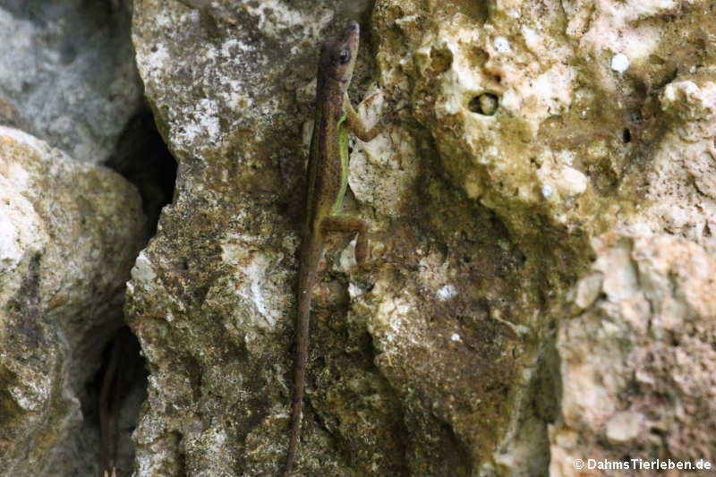 Barbados-Anolis Anolis extremus-3