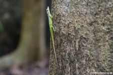 Barbados Anolis (Anolis extremus) auf Barbados