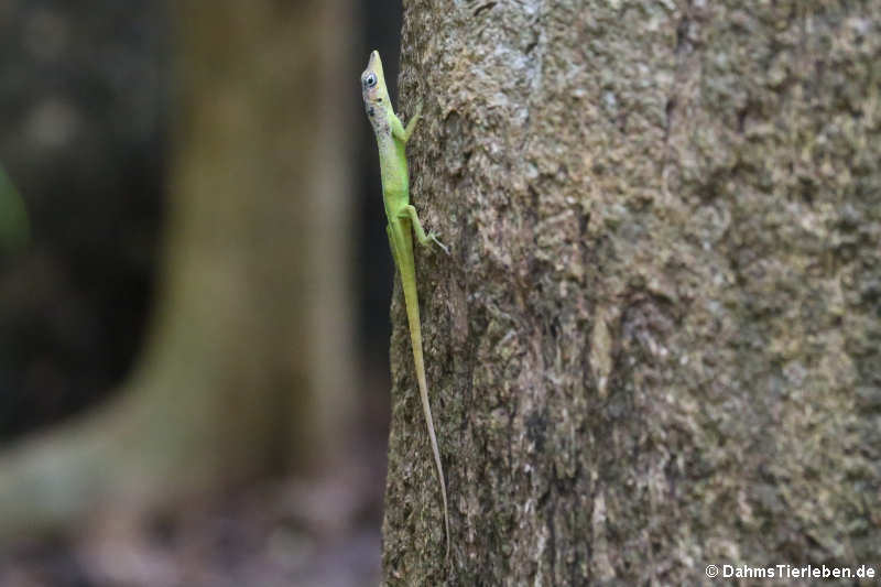 Barbados Anolis (Anolis extremus)