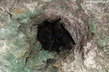 Antillen-Fruchtvampire (Brachyphylla cavernarum minor) in einer Höhle auf Barbados