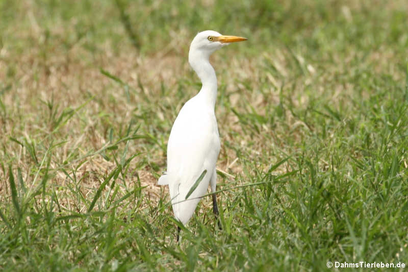 Kuhreiher (Bubulcus ibis)