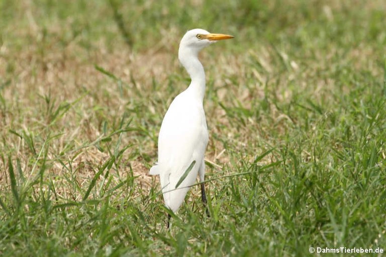 Ardea ibis