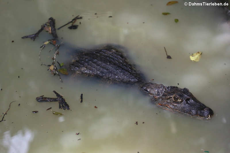 Brillenkaiman (Caiman yacare)