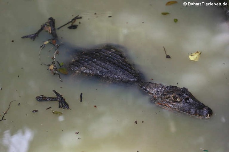 Caiman yacare