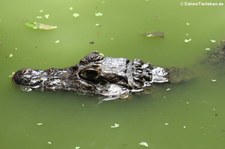 Brillenkaiman (Caiman yacare) im Barbados Wildlife Reserve