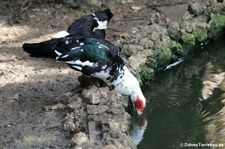 Warzenente (Cairina moschata f. domestica) auf Barbados