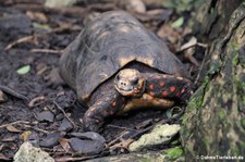 Köhlerschildkröte (Chelonoidis carbonaria) im Barbados Wildlife Reserve