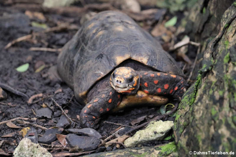 Chelonoidis carbonarius-1