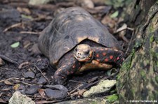 Köhlerschildkröte (Chelonoidis carbonarius) im Barbados Primate Research Centre