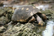 Köhlerschildkröte (Chelonoidis carbonaria) im Barbados Wildlife Reserve