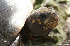Köhlerschildkröte (Chelonoidis carbonarius) im Barbados Primate Research Centre
