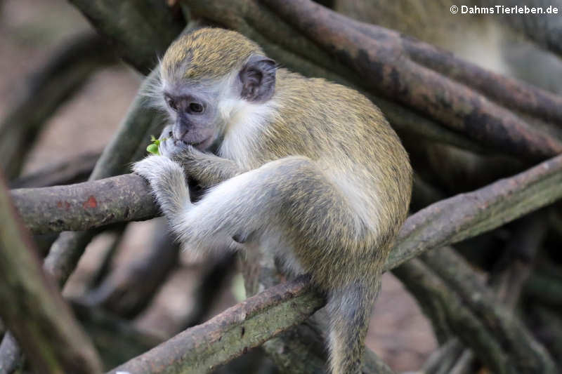 Chlorocebus sabaeus-1