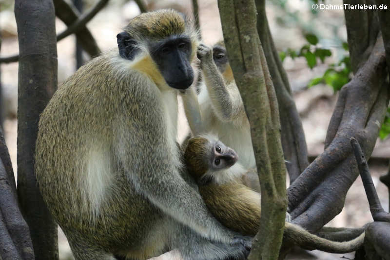 Chlorocebus sabaeus-2