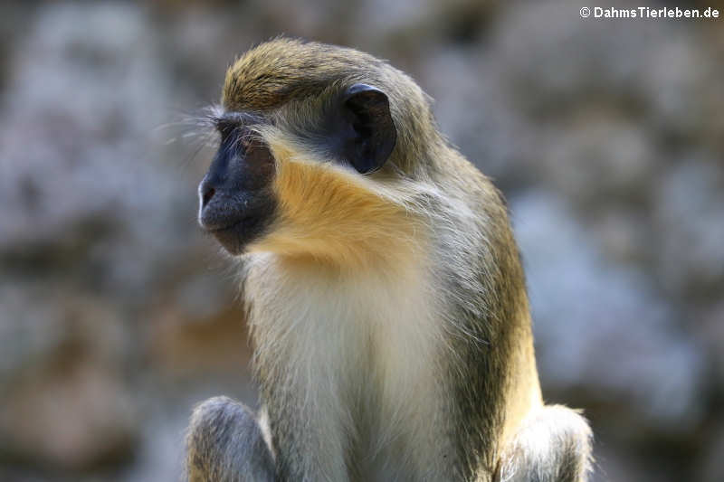Chlorocebus sabaeus-2