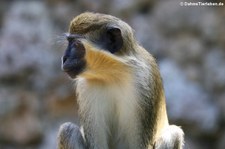 Chlorocebus sabaeus-1