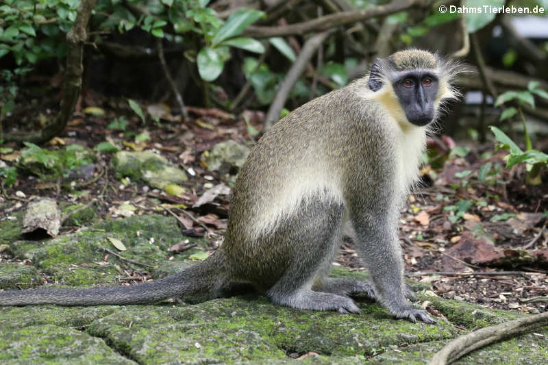 Chlorocebus sabaeus