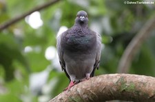 Felsentaube (Columba livia livia) auf Barbados