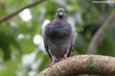 Columba livia livia