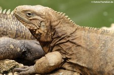 Kubanischer Wirtelschwanzleguan (Cyclura nubila nubila) im Barbados Primate Research Centre and Wildlife Reserve