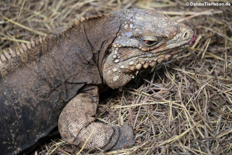 Kuba-Leguane (Cyclura nubila nubila)