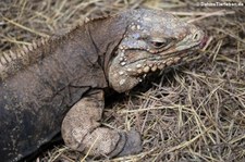 Kubanischer Wirtelschwanzleguan (Cyclura nubila nubila) im Barbados Primate Research Centre and Wildlife Reserve