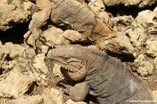 Kubanische Wirtelschwanzleguane (Cyclura nubila nubila) im Barbados Primate Research Centre and Wildlife Reserve