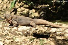 Kubanischer Wirtelschwanzleguan (Cyclura nubila nubila) im Barbados Primate Research Centre and Wildlife Reserve