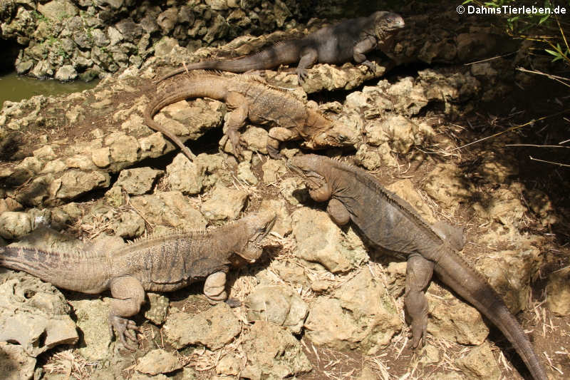 Kuba-Leguane (Cyclura nubila nubila)